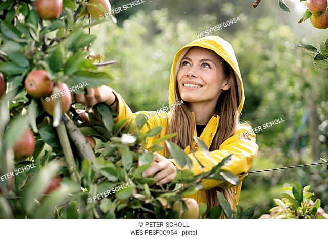 Smiling woman harvesting apples from tree