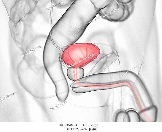 Urinary bladder, illustration