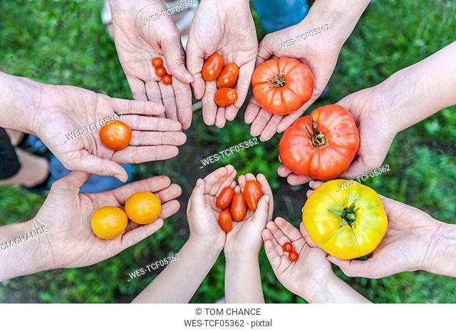 Hands of five people holding various sorts of tomatoes