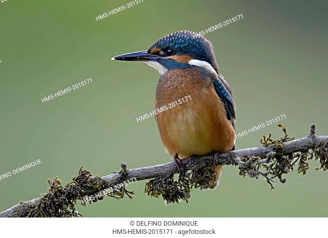 France, Doubs, natural area for Allan to Brognard, Kingfisher (Alcedo atthis), young of the year on his perch hunting