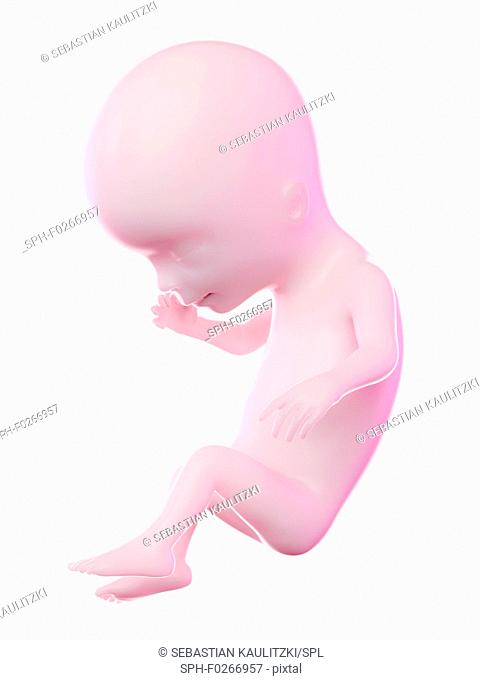 Fetus at week 14, computer illustration