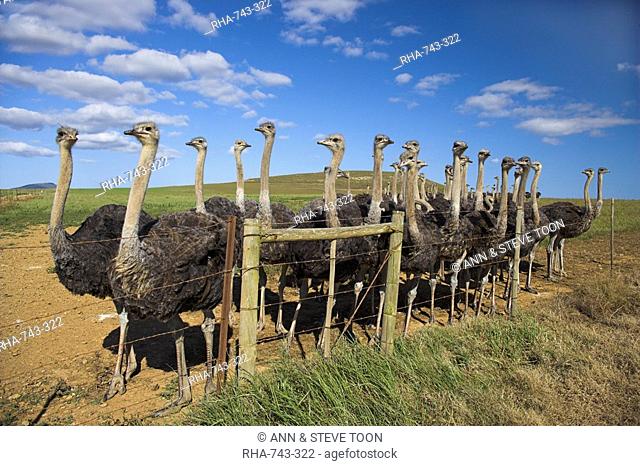 Ostriches, Struthio camelus, on ostrich farm, Western Cape, South Africa, Africa