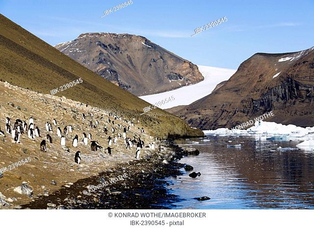 Adélie Penguins (Pygoscelis adeliae), Devil Island, Weddell Sea, Southern Ocean, Antarctica