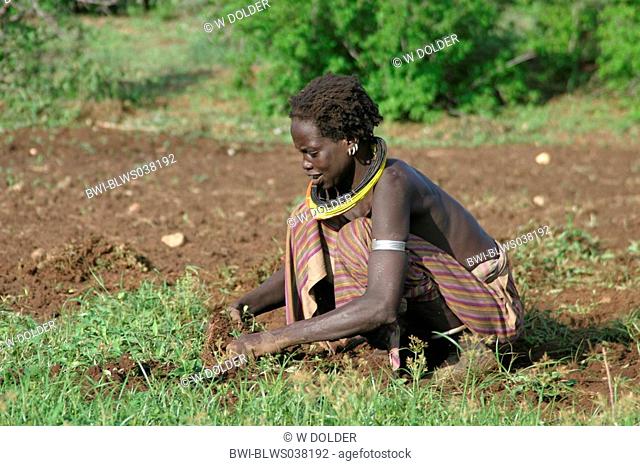 Toposa woman working on a field, Sudan