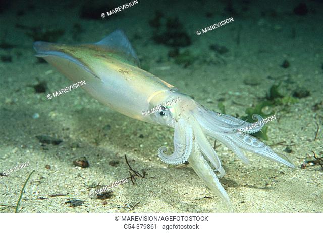 Squid (Loligo vulgaris). Galicia, Spain