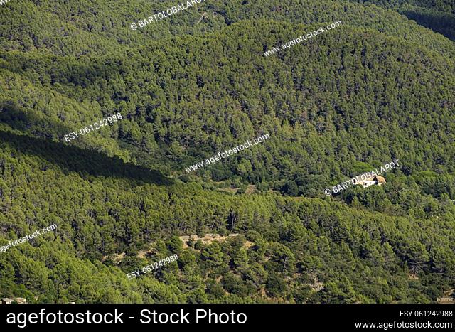 Canet pine forest, Esporles, Mallorca, balearic islands, spain, europe