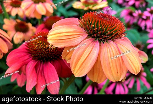 A vibrant growing patch of Echinacea Purpurea or Purple Coneflower from the sunflower family, with importance to the bees and pharmaceutical industry