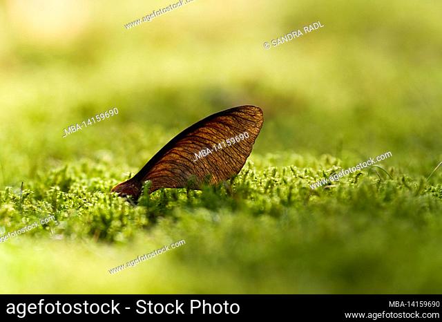 maple fruit in a moss carpet, the filigree structure of the seed wing becomes visible in the backlight, germany