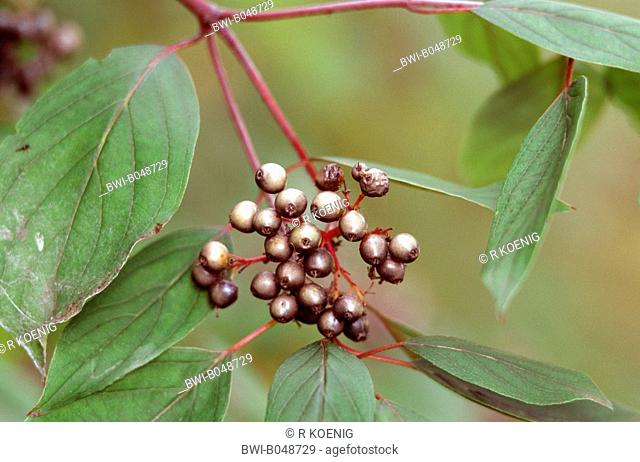 Kinnikinnik, Silky cornel, Red American osier, Silky dogwood Cornus amomum, fruits at a shrub