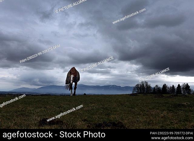 23 February 2023, Bavaria, Bernbeuren: A horse grazes on a meadow on the edge of the Alps under the thickly clouded sky. Photo: Karl-Josef Hildenbrand/dpa