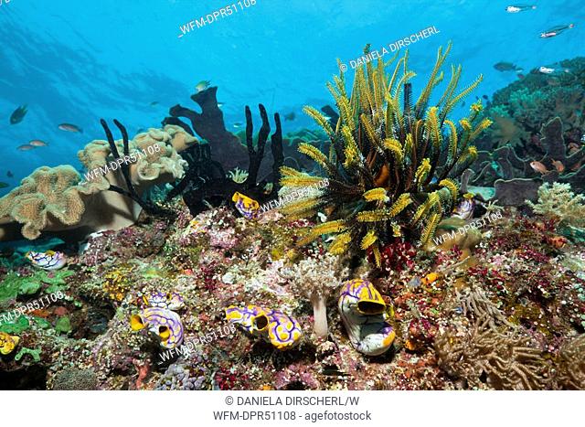 Crinoid on Coral Reef, Comanthina sp., Raja Ampat, West Papua, Indonesia