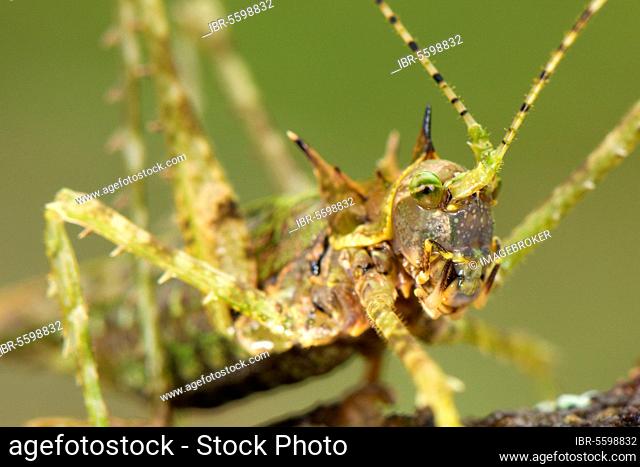Other animals, Insects, Animals, Grasshoppers, Moss Katydid (Campionica montana) adult, close-up of head, Manu Road, Departemento Cusco, Andes, Peru