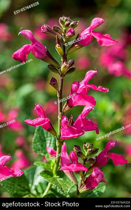 salvia macellaria a purple red spring summer autumn flower plant commonly known as sage stock photo image