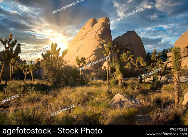 Joshua Tree National Park in California during a dramatic sunset. Travel and Tourism, beauty in nature