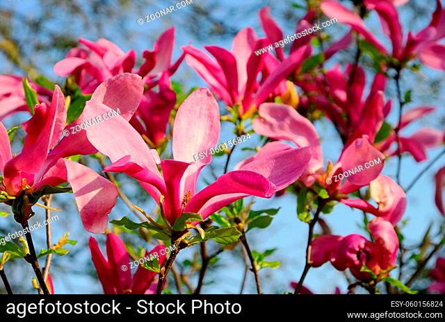 Magnolie - magnolia 20