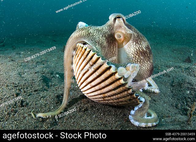 A Coconut Octopus, Amphioctopus marginatus, using clam shells for protection, Lembeh Strait, Sulawesi, Indonesia