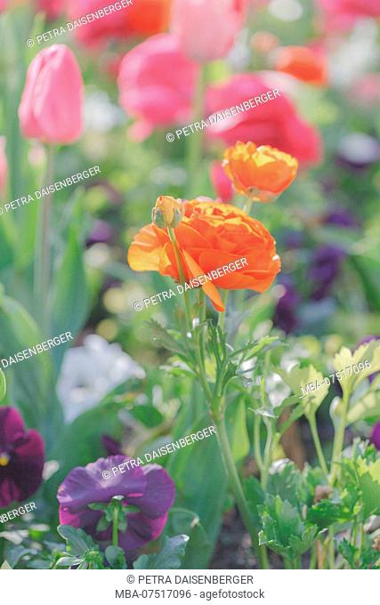 Ranunculus and tulips in a bed