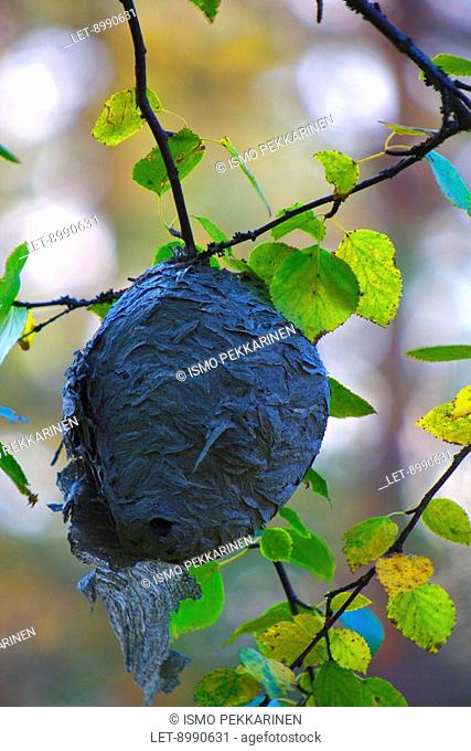 A wasps' nest