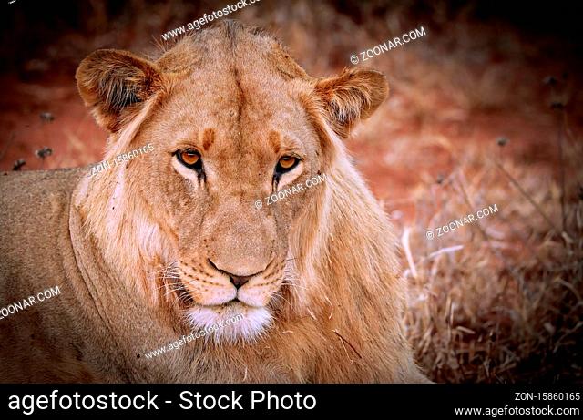 Löwin, Südafrika - lioness, South Africa