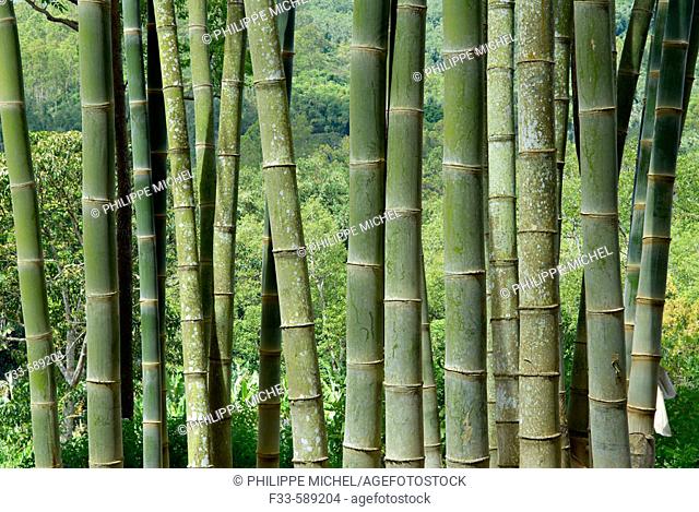 Bamboo. Flores. Indonesia