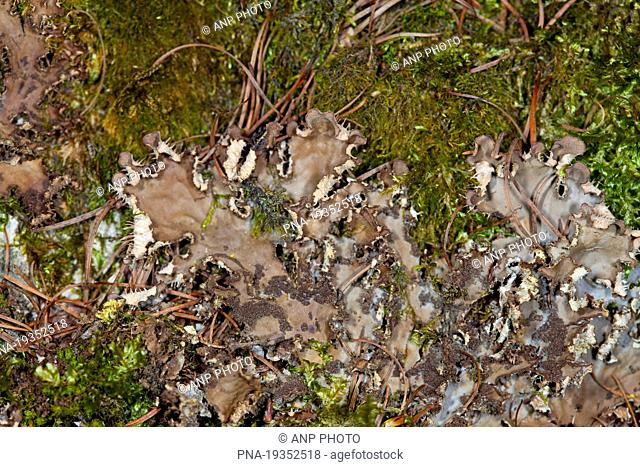 Scaly dog-lichen Peltigera praetextata - Hohn Valley, Kelmis, Liege, Wallonia, Belgium, Europe