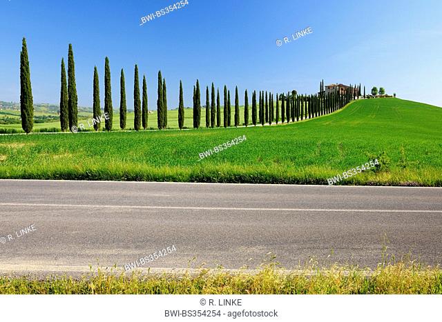 Italian cypress (Cupressus sempervirens), cypress avenue in spring, Italy, Tuscany, Val d Orcia, San Quirico d Orcia