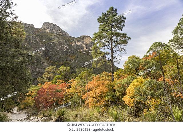 Guadalupe Mountains National Park, Texas - Fall colors in McKittrick Canyon