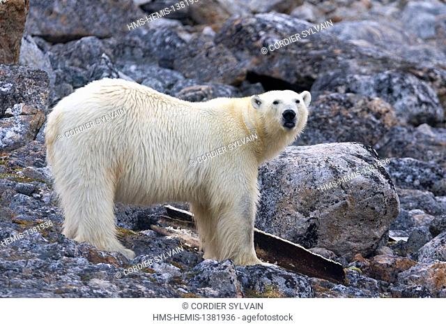 Norway, Svalbard, Spitsbergen, Polar Bear (Ursus maritimus) on the ground near the water, eating a bone of whale