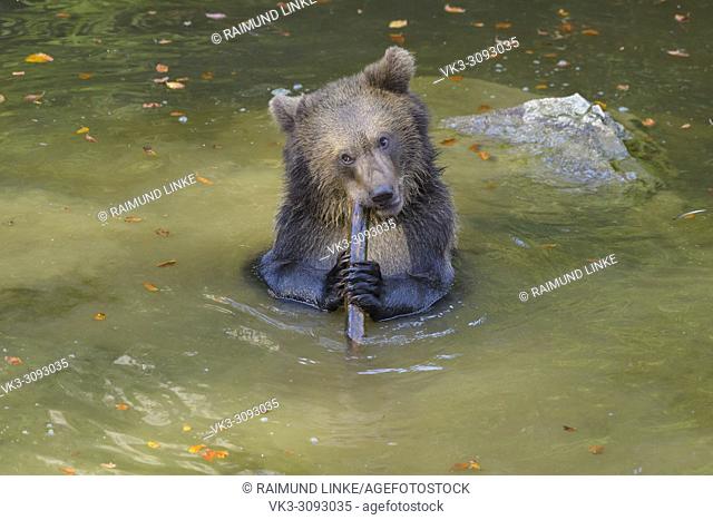 Brown bear, Ursus arctos, cub in pond playing with branch, Germany
