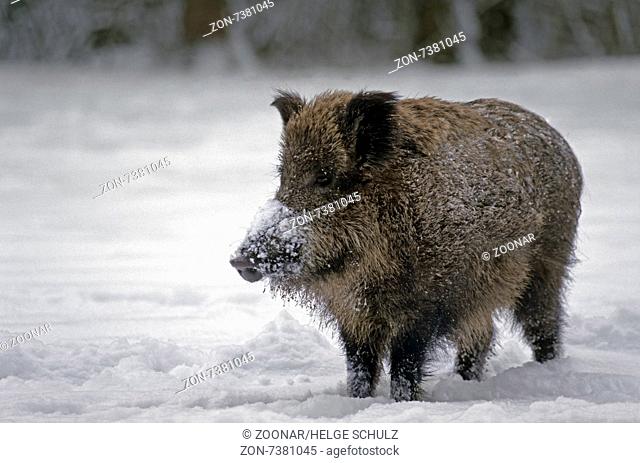 Young Wild Boar in winter