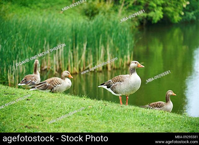 Greylag geese, Anser anser, meadow, standing, waters edge