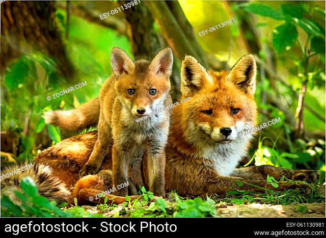 Enchanting red fox, vulpes vulpes, family resting in green summer forest near den. Little cub standing close to its lying mother between trees at sunrise