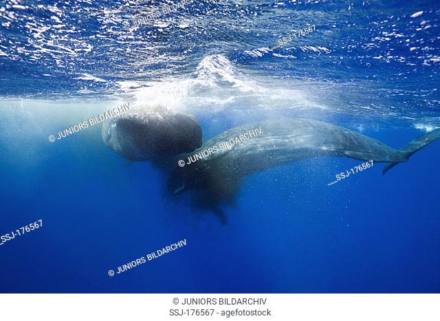 Sperm Whale (Physeter macrocephalus, Physeter catodon). Two individuals fighting. Caribbean Sea, Dominica