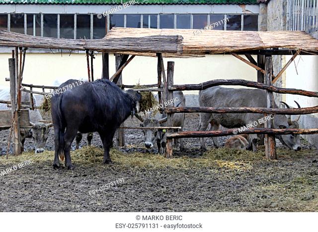 Old farm with cow cattle livestock animals