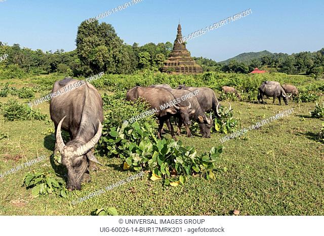 Water buffaloes graze near Htuparon Pagoda, Mrauk U, Burma, Myanmar