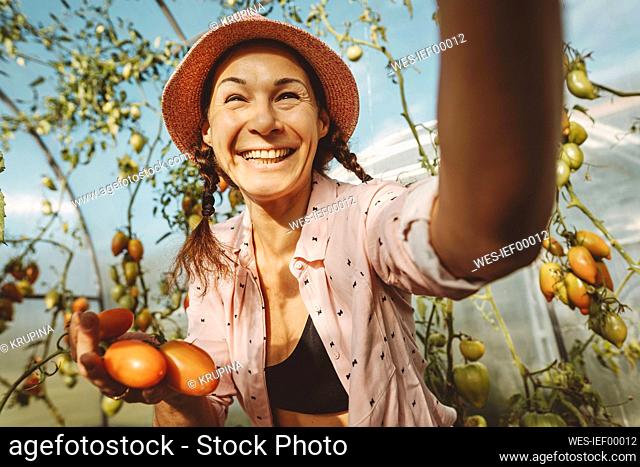 Happy farmer holding fresh tomatoes in greenhouse