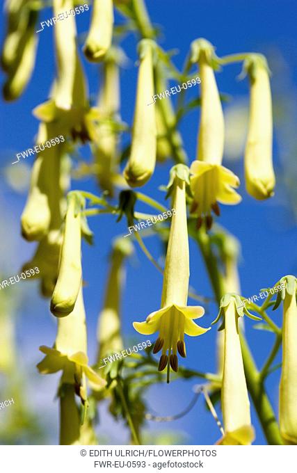Cape fuchsia, Phygelius 'Funfare Yellow', Several pendulous tubular flowers growing on a plant outdoors, against a blue sky