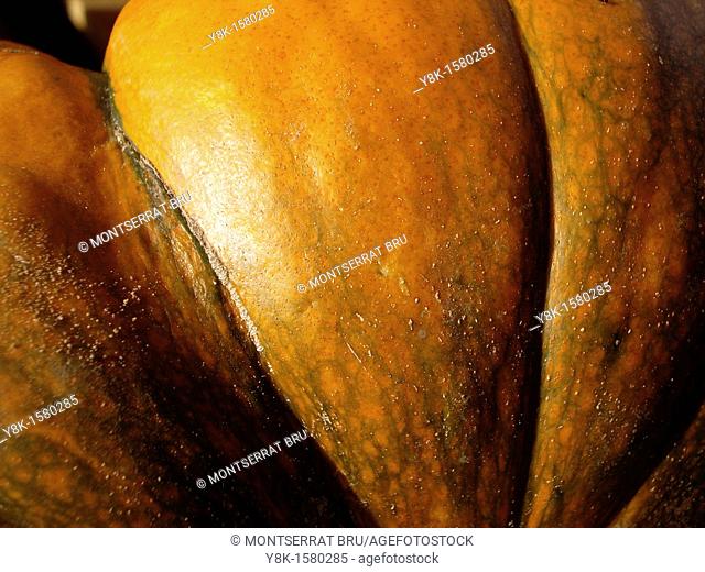 Pumpkin closeup