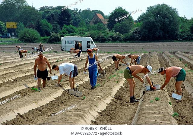 Germany, Baden-Württemberg, Walldorf, asparagus-harvest, harvesters, harvest-helpers, workers, people, men, temporary workers, field, asparagus-field