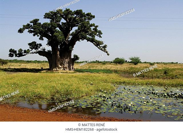 Senegal, Saloum River Delta, Sine Saloum area, baobab, Biosphere Reserve