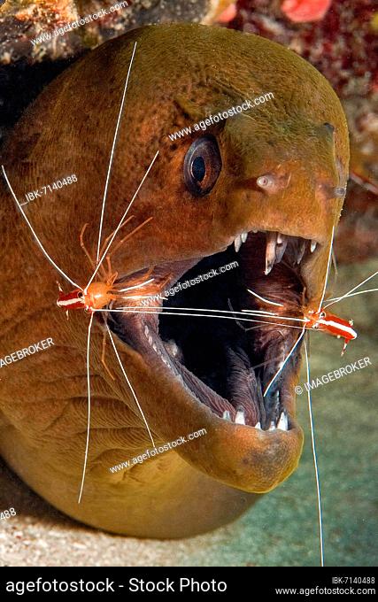 Close-up, head of a giant moray (Gymnothorax javanicus) opens mouth for two white-banded cleaner shrimps (Lysmata amboinensis), Pacific Ocean, Palau, Oceania
