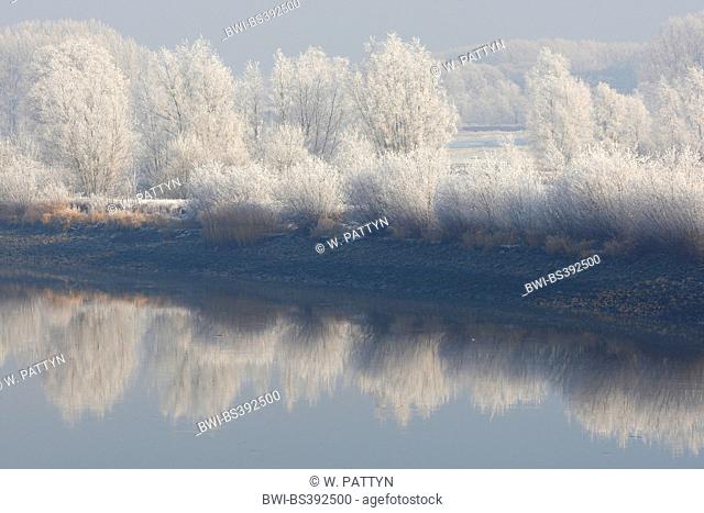 tidal river Scheldt with reflection of snow covered trees and reed fringe along river Scheldt, Belgium