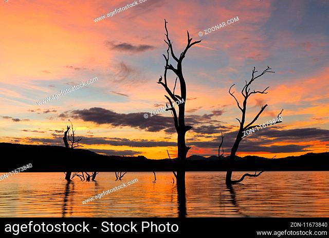 Spectacular sunset across the lake in outback NSW Australia with birds roosting on the branches of dead trees rising from a full lake