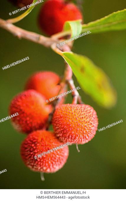 Italy, Sardinia, Cagliari province, strawberry tree Arbutus unedo