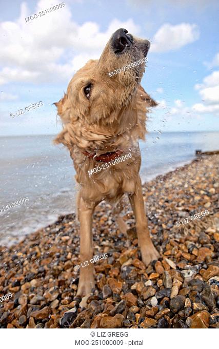 Mixed-breed Golden Retriever-Poodle cross shaking wet fur on pebble beach Herne Bay Kent