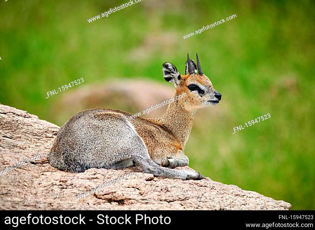 Klipspringer, Oreotragus, Lake-Manyara-Nationalpark, Tanzania, East Africa, Africa