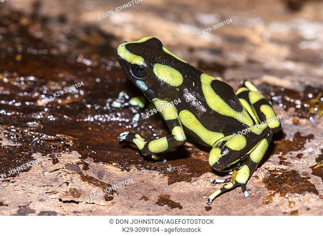 Dendrobates auratus ""Colombian yellow"", Understory Enterprises, Captive raised, Native to: Colombia