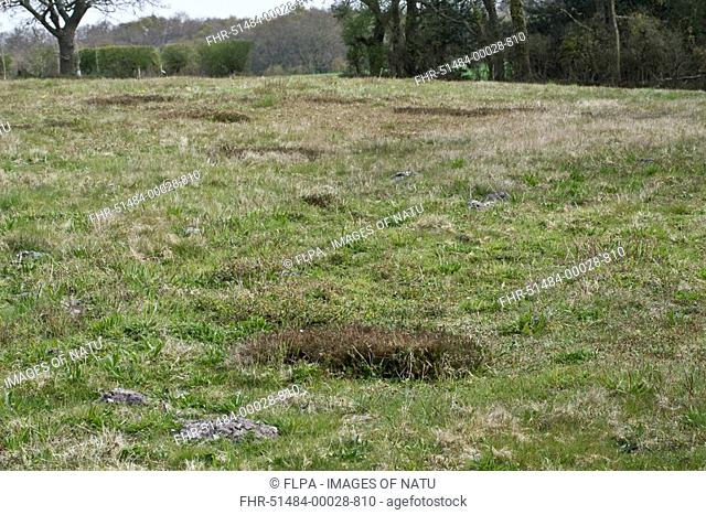 Common Heather Calluna vulgaris growing on farmland reverting to managed heathland habitat, Moreton, Dorset, England, april