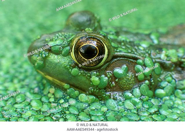 Green Frog (Rana c. clamitans)