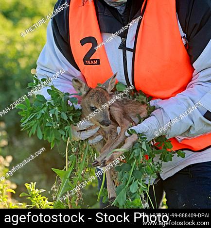 31 May 2023, Saxony-Anhalt, Wernigerode: A young fawn is carefully placed in a transport box. Fawn rescuers moved it out of the field to safety before the first...